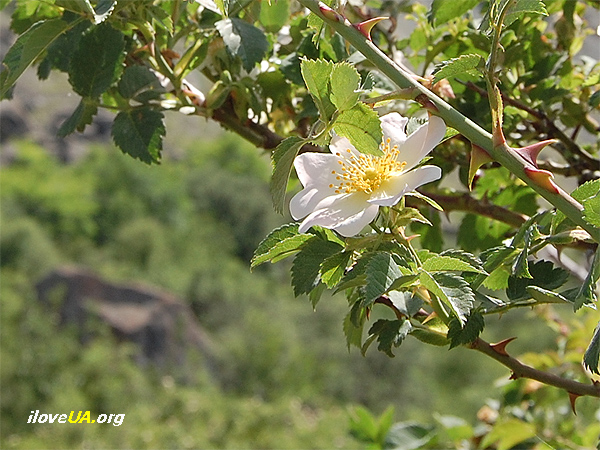 Цветок над пропастью. Крым, лето 2009 г.