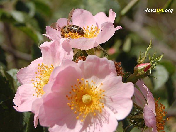 Пчёлы работают. Крым, лето 2009 г.