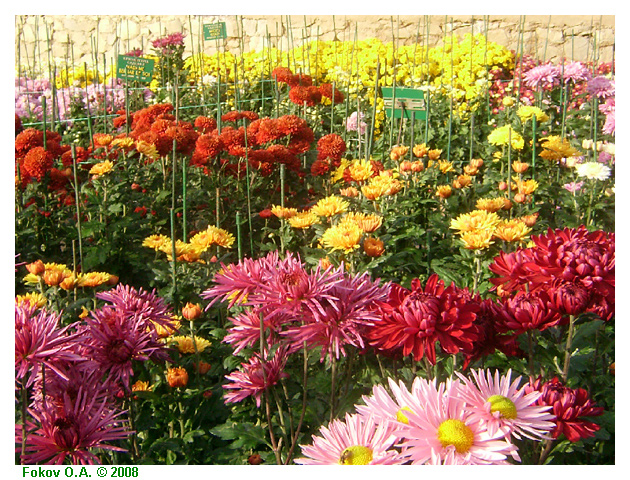 Хризантемы (chrysanthemum), Фоков Александр, Днепропетровск. http://iloveua.org/article/59