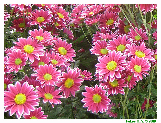 Хризантемы "два розовых оттенка", Фоков Александр, Днепропетровск. http://iloveua.org/article/59