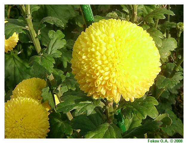 Хризантема "Ping Pong Yellow", Фоков Александр, Днепропетровск. http://iloveua.org/article/59