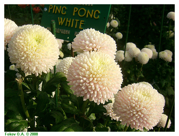 хризантемы "Ping Pong White", Фоков Александр, Днепропетровск. http://iloveua.org/article/59