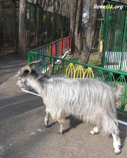 Грустное возвращение козла домой. Днепропетровск, зооуголок.  Фото: Фоков Геннадий  http://iloveua.org