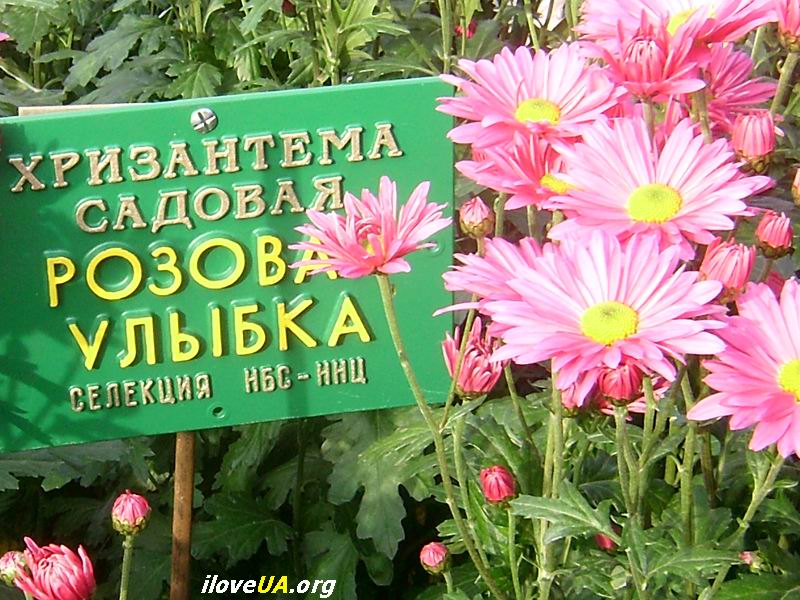 Хризантема "Розовая улыбка", Фоков Александр, Днепропетровск. http://iloveua.org/article/59