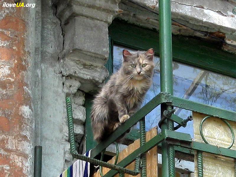 Серый кот на перилах балкона.  http://iloveua.org/article/162