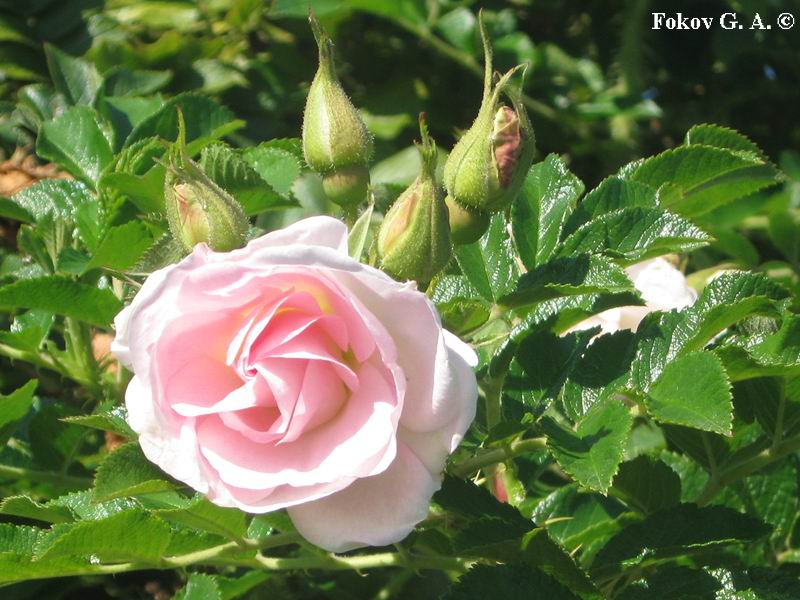 Гибрид роз Абельзидс и Плена - Ритаусма.  Автор фото - Геннадий Фоков, http://iloveua.org/article/127