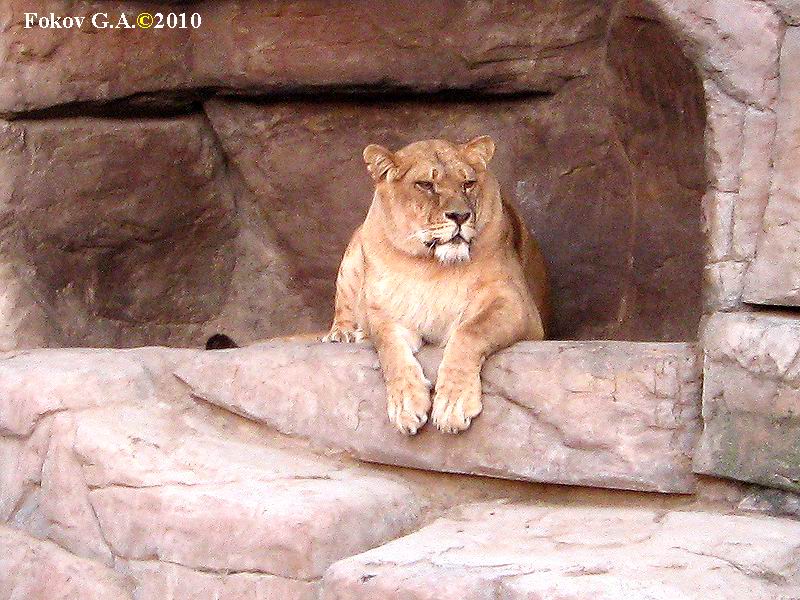 Отдыхающий лев