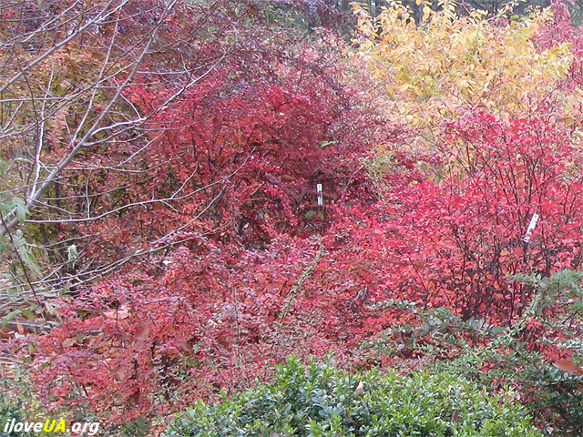 Днепропетровский ботанический сад Осеннее разноцветие. http://iloveua.org