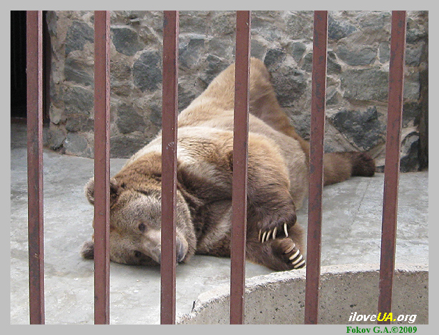 Бурый медведь отдыхает. Симферопольский зоопарк.