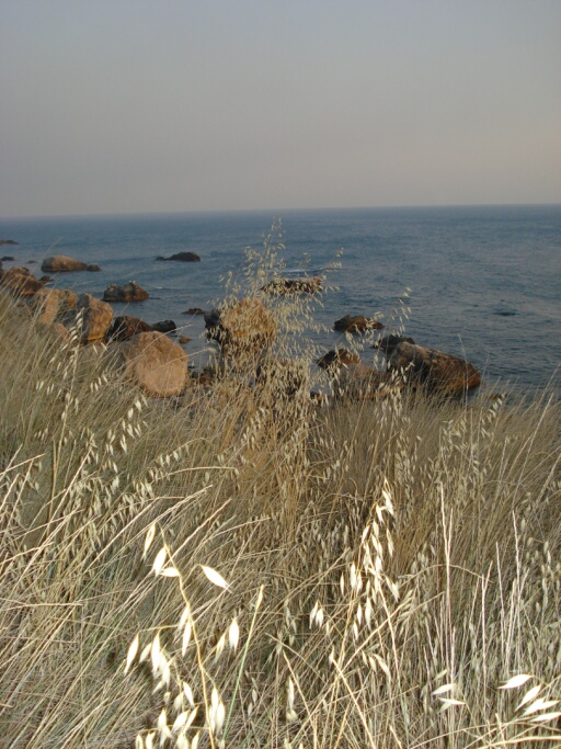 трава у моря на мысе Сарыч в Крыму