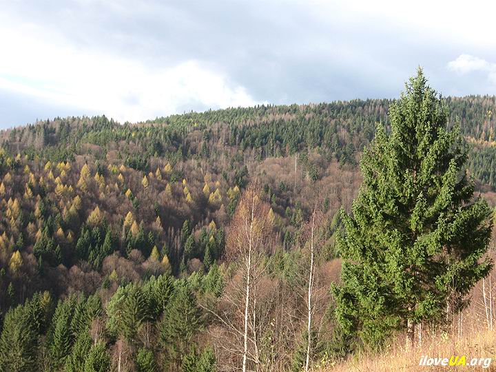 Карпатские горы, вид с горки возле городка Яремче, карпатский лес