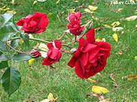 Розы Центрального ботанического сада, Минск